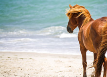 Wild Horse On The Beach