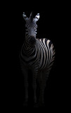 Fototapeta Zebra - zebra in the dark