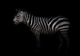 Fototapeta Zebra - zebra in the dark
