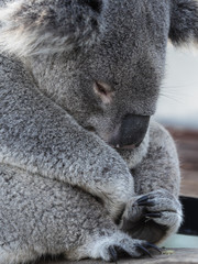Sad Koala Bear