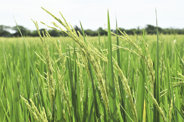 ear of paddy