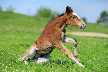 Wall Mural - Little cute colt walk