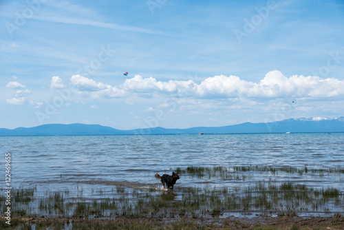 Pinturas sobre lienzo Black dog running in shallow water at Lake Tahoe beach
