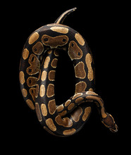 Top View On Ball Or Royal Python Snake Roll Up In Letter Q On Isolated Black Background
