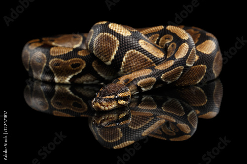 Fotografía Ball or Royal python Snake on Isolated black background with reflection