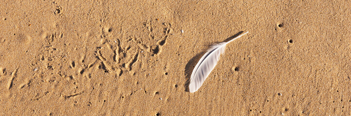 Single white seagull feather on beach sand