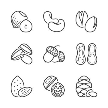 basic nuts thin line icons