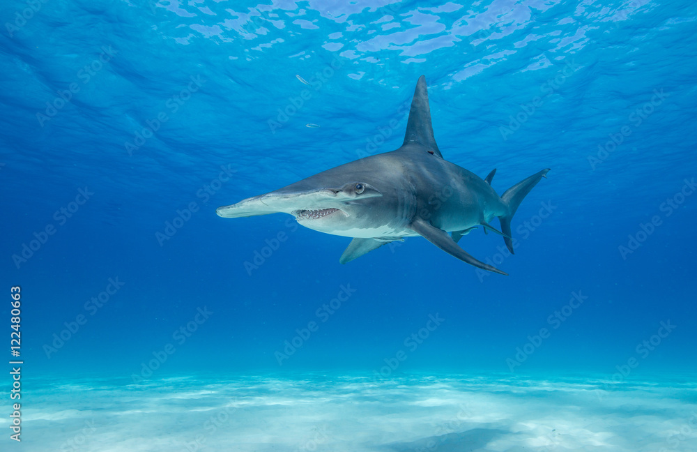 Great hammerhead shark underwater view at Bimini in the Bahamas. - obrazy, fototapety, plakaty 