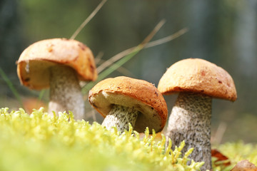 three Leccinum in moss vertical