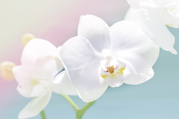  delicate white orchid, orchid flowers branch