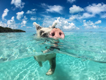 Wild, Swiming Pig On Big Majors Cay In The Bahamas