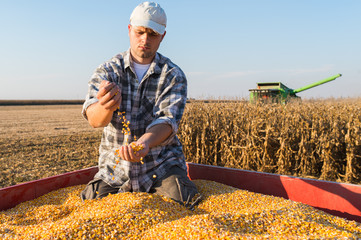 Wall Mural - Young farmer holding ripe corns