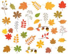 Set Of Colorful Vector Autumn Leaves