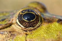 Eye Of Marsh Frog