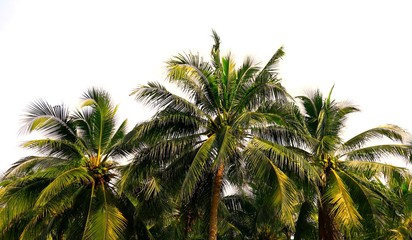 Coconut palm trees against on white background