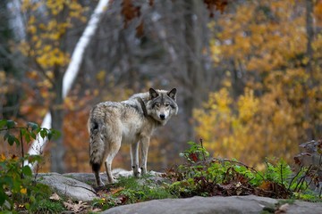 a lone timber wolf or grey wolf (canis lupus) standing on a rocky cliff looking back on a rainy day 