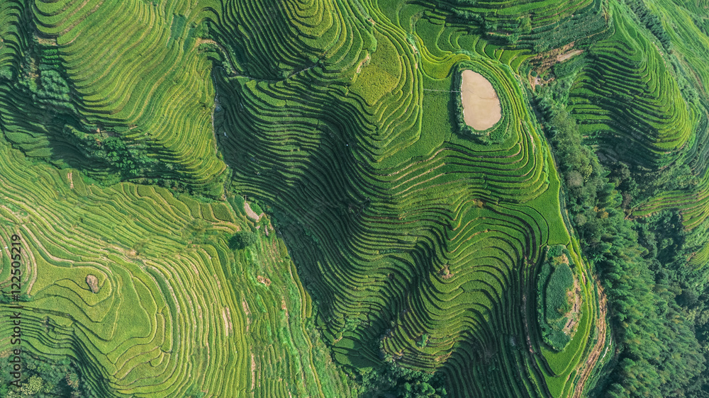 Top view or aerial shot of fresh green and yellow  rice fields.Longsheng or Longji Rice Terrace in Ping An Village, Longsheng County, China.  - obrazy, fototapety, plakaty 