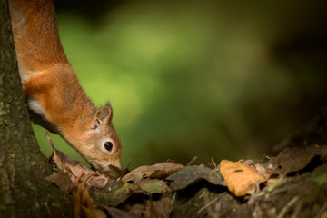 Wall Mural - red squirrel searching for food.