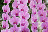 Fototapeta Kuchnia - phalaenopsis orchid