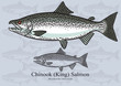 Chinook (King) Salmon. Vector illustration for artwork in small sizes. Suitable for graphic and packaging design, educational examples, web, etc.