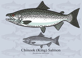 Wall Mural - Chinook (King) Salmon. Vector illustration for artwork in small sizes. Suitable for graphic and packaging design, educational examples, web, etc.