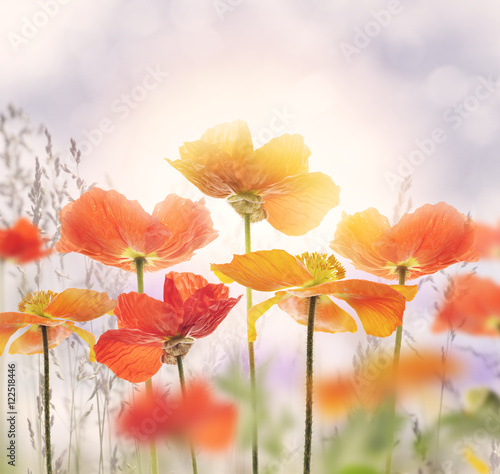 Poppy Flowers Blossom