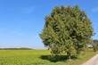 © utamaria - Beautiful, large apple tree and sugar cane field in autumn. In the Kraichgau region, South Germany, Europe.