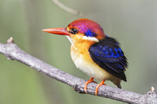 The Oriental Dwarf Kingfisher (Ceyx Erithaca), Also Known As The Black-backed Kingfisher Or Three-toed Kingfisher, Is A Species Of Bird In The Family Alcedinidae.
