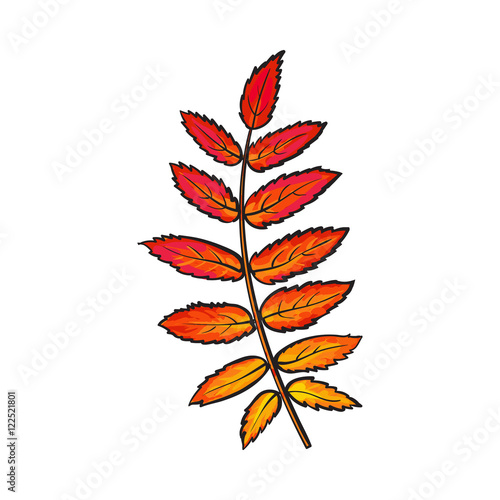 Fotografie, Obraz Beautiful yellow red colored autumn rowan leave, vector illustration isolated on white background