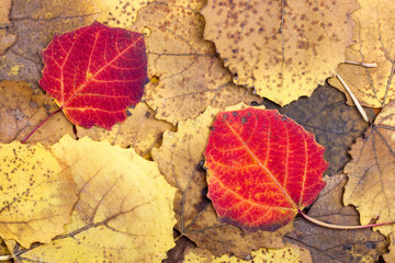 Wall Mural - Background from autumn colourful aspen leaves