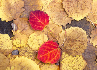 Wall Mural - Background from autumn colourful aspen leaves
