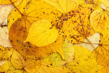 Wall Mural - Background from autumn colourful leaves