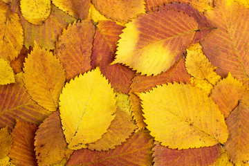 Wall Mural - background from autumn colourful leaves
