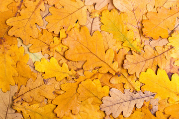 Wall Mural - Background from autumn colourful oak leaves