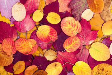 Wall Mural - Background from autumn colourful leaves