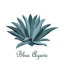 Tequila Blue Agave. Realistic Vector Illustration For Label, Poster, Web