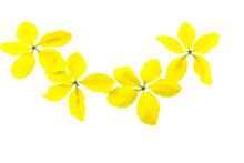 Flowers Of Cassia Fistula Or Golden Shower, National Tree Of Thailand Isolated On White Background.Saved With Clipping Path.