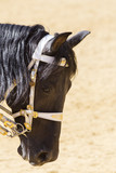 Fototapeta Konie - beautiful horse of pure breed docile and obedient
