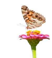 American Painted Lady Feeding On A Pink Flower, On White