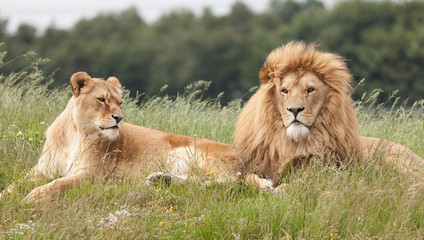 Wall Mural - Lions