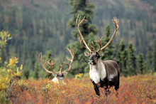 Adult Bull Caribou (Rangifer Tarandus), Alaska, USA.