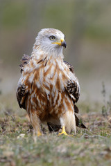 Red Kite, Milvus milvus