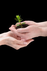 hands holding young plant. Ecology concept