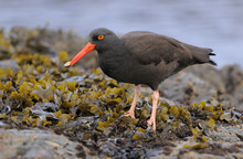 American Black Oystercatcher (Haematopus Bachmani) Standing In Seaweed On Rocks With A Mollusc In Its Beak.