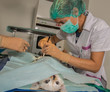 Le vétérinaire chirurgien opère une chatte, ablation chirurgicale de ovaires.