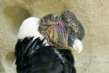 Adult Male Andean Condor (Vultur Gryphus), Torres Del Paine National Park, Southern Patagonia, Chile