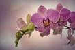 Orchidee 03