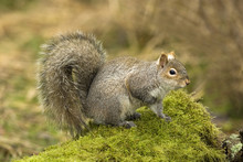 Eastern Gray Squirrel, Canada