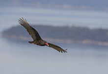 Turkey Vulture (Cathartes Aura) At Mount Douglas Park