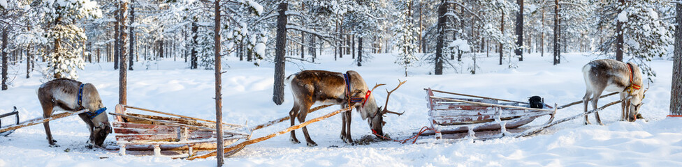 Reindeer safari